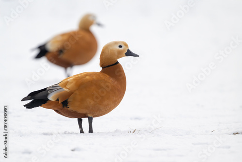 Rostgans im Schnee mit unscharfem Double im Hintergrund
