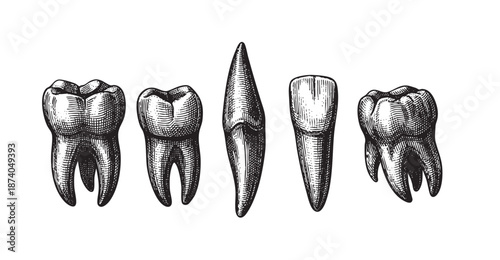 A vintage-style illustration features a collection of five different human teeth rendered in black and white engraving style, isolated on a white background.