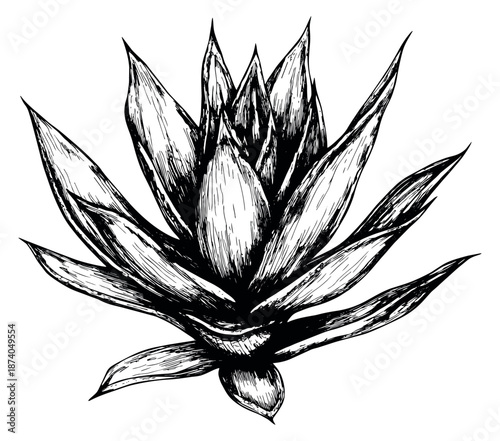 Hand drawn line art illustration of an agave plant depicting its spiky leaves for natural design elements