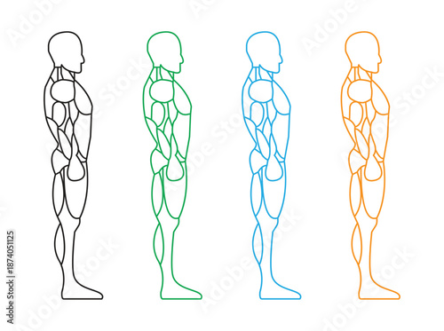Human Body Anatomy Muscle Outline Icons Set, Side View