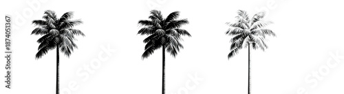 Three minimalist grayscale depictions of palm trees against a stark black background
