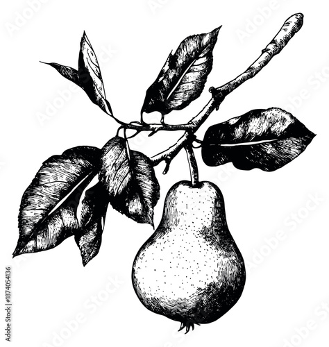 Hand drawn line art illustration of a pear depicting a ripe fruit on a branch for natural food branding