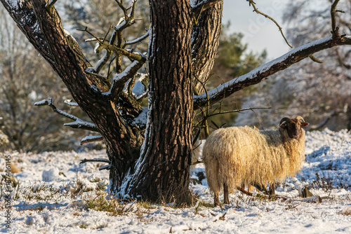Drenthe Heath sheep under a pine tree in snowy winter - Geopark Hondsrug, Drenthe, The Netherlands
