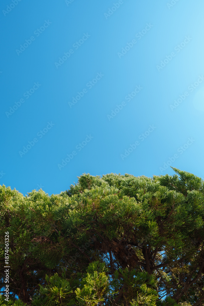 Fototapeta premium pine trees and blue sky