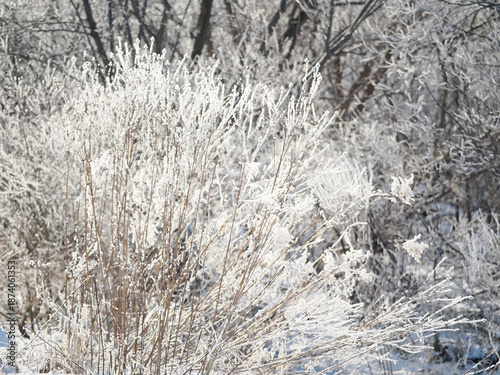植物についた霜