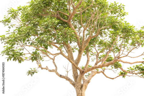Nux vomica tree with snake wood branches on white