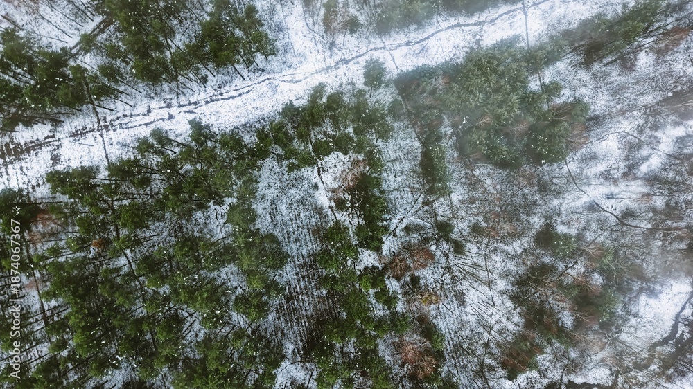 Obraz premium Peaceful winter forest landscape with green trees