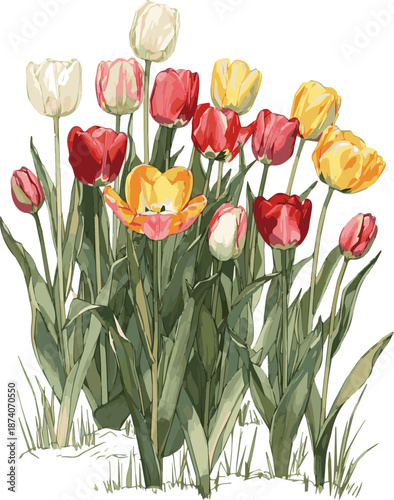 Create a realistic Flowerbed with blooming red and yellow tulips vector art with white background.