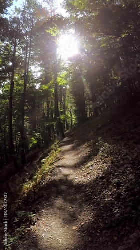 Path in the forest in the mountains