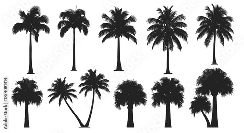 Diverse collection of detailed black palm tree silhouettes in various styles and sizes isolated on a white background.