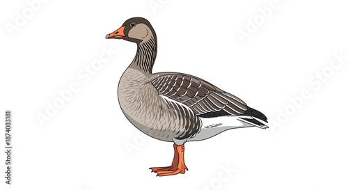 Realistic and detailed vector illustration of a graylag goose standing in profile view isolated on a white background.