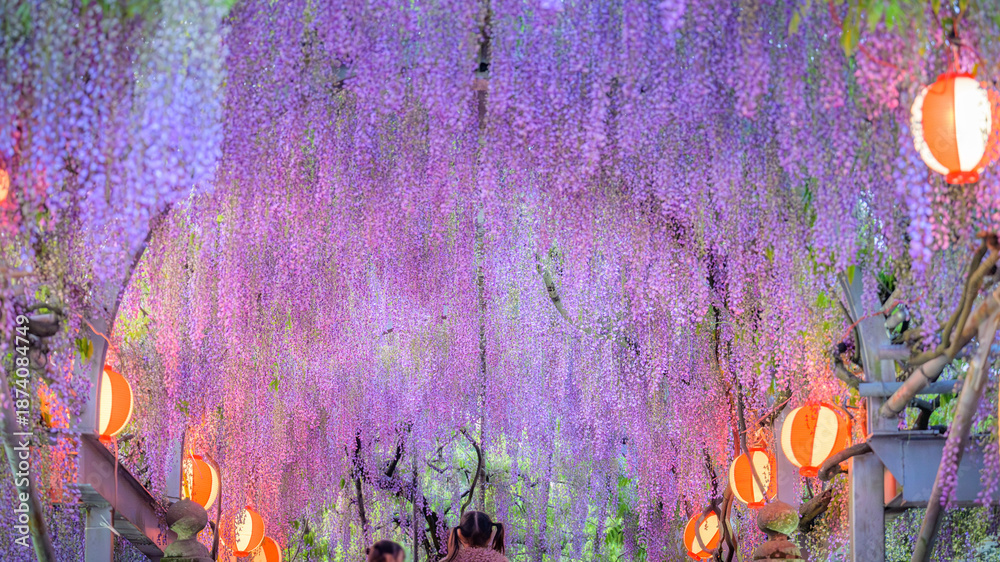 Photography Poster 幻想的にライトアップされた藤棚（ふじだな） 「夜