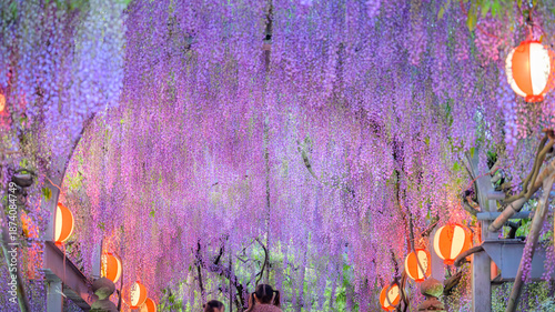 Tableau sur toile 幻想的にライトアップされた藤棚（ふじだな）
「夜に舞う、紫のカーテン。」
福岡県柳川市(中山大藤まつり)
A fantastically illuminated wisteria trellis