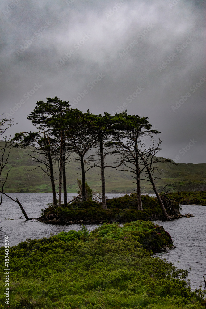 Obraz premium Scottish Highlands, Scotland: one of the pine and fir islands in Loch Assynt, freshwater loch in the northwest Highlands, county of Sutherland between the peaks of Canisp, Quinag and Beinn Uidhe
