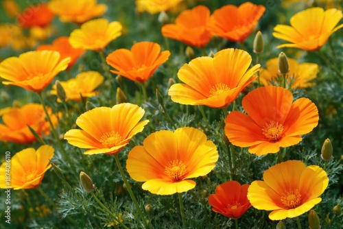 Radiant blooms of Eschscholzia californica featuring bright petals from the Papaveraceae group