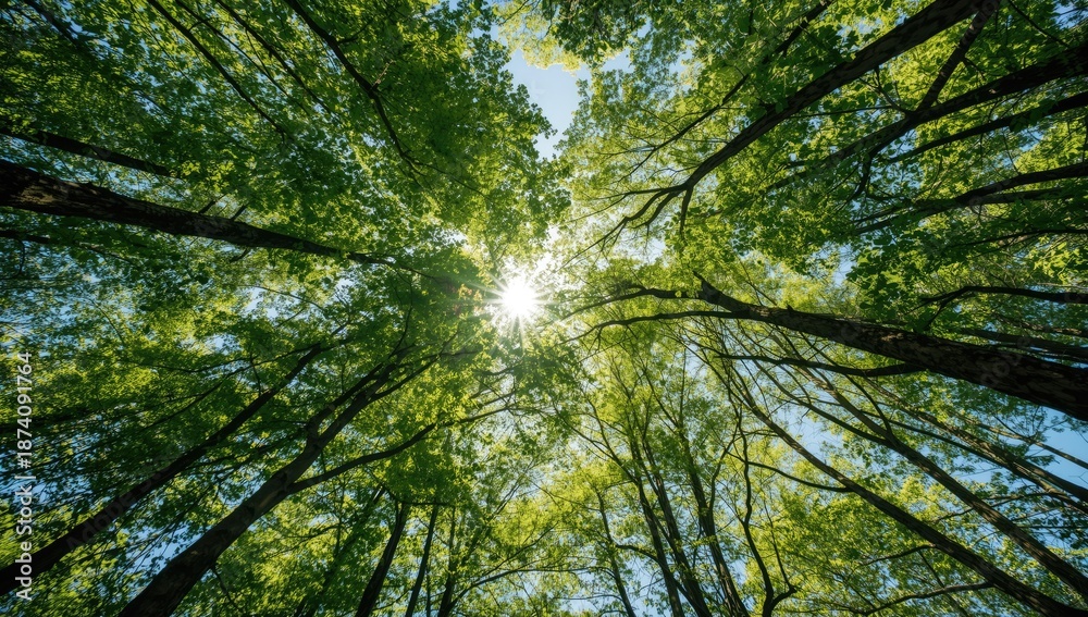 Fototapeta premium Sunlit tree canopy with thick branches and vibrant sky, ideal for nature-themed backdrop designs