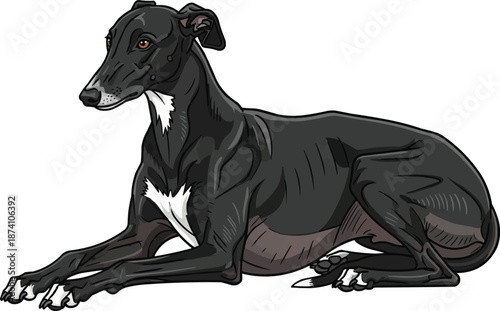 Polish Greyhound dog lying down looking away watchful pose