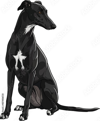 Polish Greyhound dog sitting alert focused pose looking away