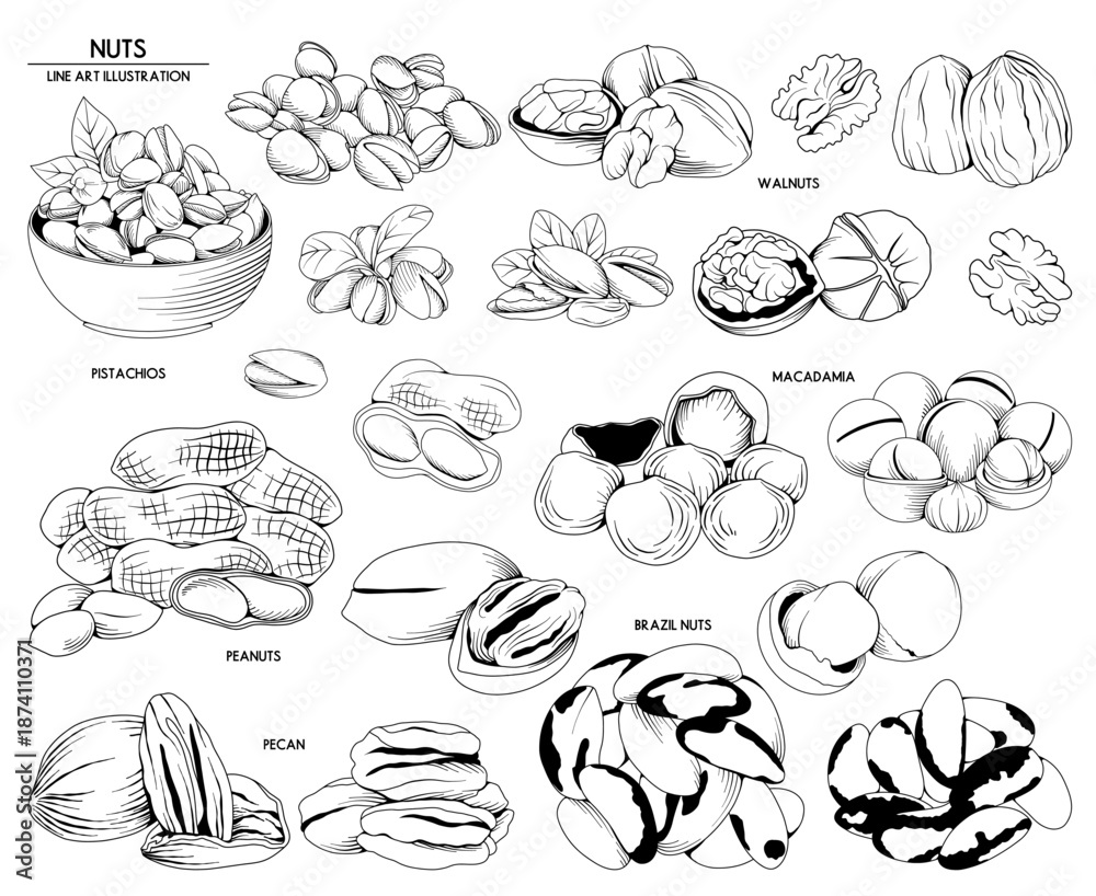 Obraz premium Collection of nuts, food line drawing, vector line art illustration for logo, advertising, packaging