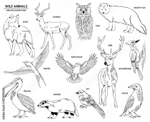 Set of vector hand drawn wild animals illustrations, line drawing animal collection