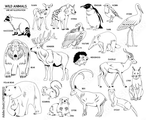 Set of vector hand drawn wild animals illustrations, line drawing animal collection	