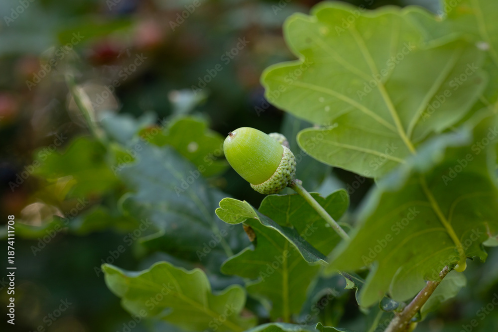 Obraz premium ATMOSPHERIC CLOSE UP OF GREEN ACORN AND OAK LEAVES IN NATURE 