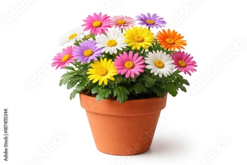 Wallpaper Mural Terracotta flowerpot with colorful daisies isolated on clean white background Torontodigital.ca