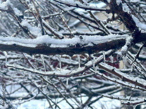 Fotografie A close-up landscape photo of a bare tree branch with icicles hanging from it, f