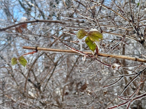 Bild auf Leinwand Landscape photo with a view of bare tree branches, icy after rain in sub-zero temperatures, and two green icy leaves left over from autumn on the blurred background