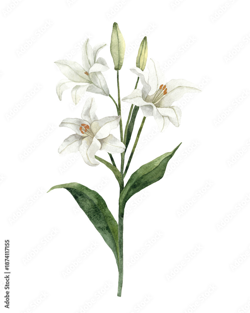 Fototapeta premium Handpainted Watercolor White Easter Lily Flowers. Botanical illustration. Isolated on a white background