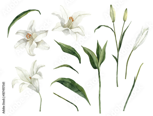 Handpainted Watercolor White Easter Lily Floral Elements. Isolated on a transparent background