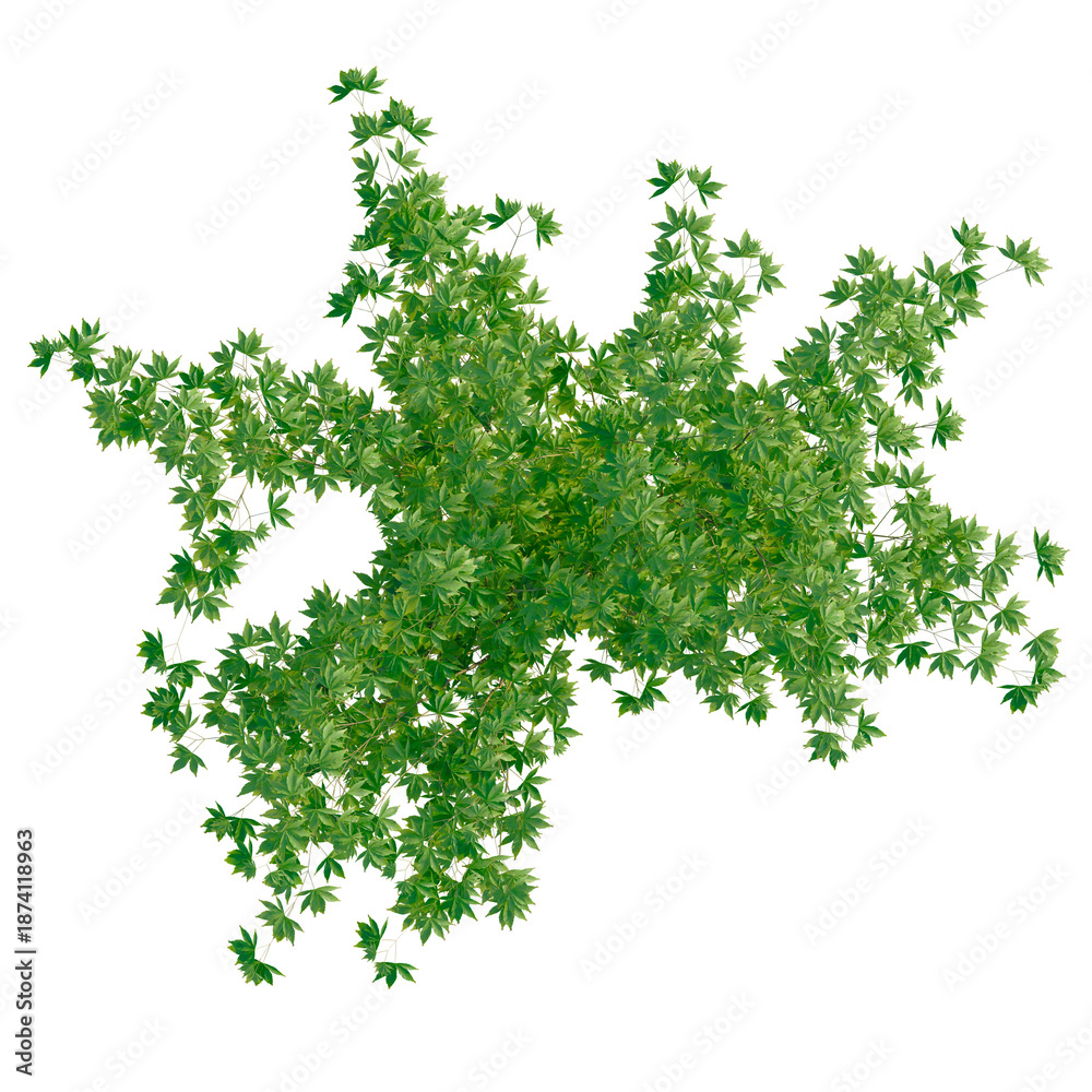 Fototapeta premium Acer palmatum tree plan, top view, cutout, transparent background, isolate, Lush Green Fern Fronds Detailed Texture, Natural Botanical Background for Design Elements