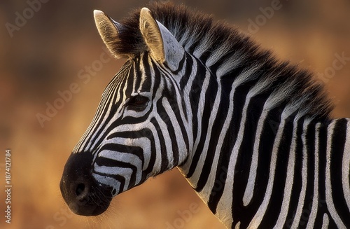 Close-up portrait of a zebra's head and neck with distinct black and white stripes, standing against a warm-toned blurred natural background. Wildlife and animal detail concept.