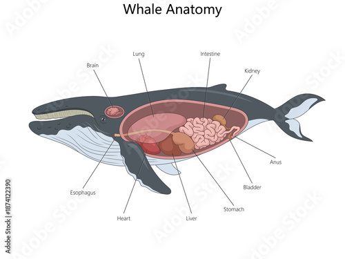 Canvastavla anatomy of a whale, highlighting major organs like lungs, heart, brain, stomach, intestines, and liver diagram hand drawn schematic raster