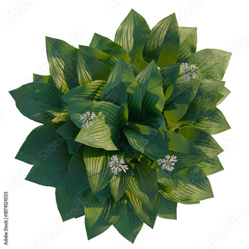 Foto Hosta plantaginea tree plan, top view, cutout, transparent background, isolate,