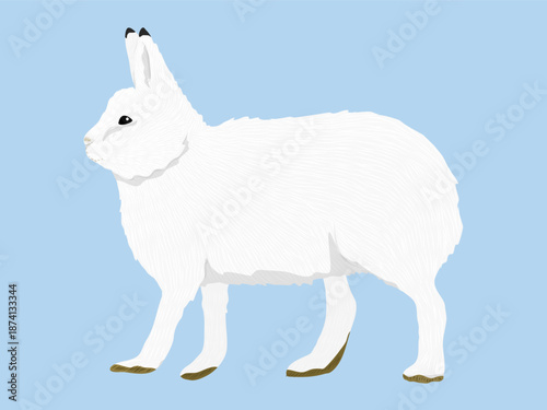Arctic hares standing, side view. Wild animal of the Arctic tundra. Realistic vector animal.