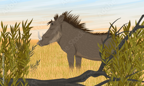 Warthog stand in dry grass in the African savannah. Realistic vector landscape.