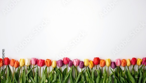 Colorful tulip blossoms lined up on a white surface, suitable for spring-themed layouts