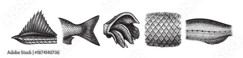 A collection of detailed vintage ink illustrations showcasing different anatomical parts of a fish, including scales, fins, and tail, on a clean white background.