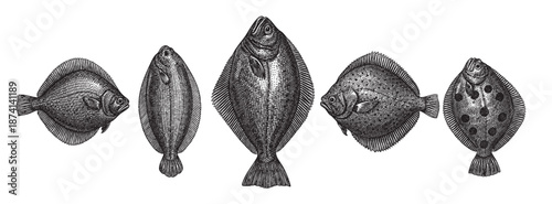A collection of detailed black and white engravings of various flatfish species, presented against a clean white background.