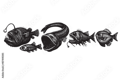 A black and white sketch of various deep-sea anglerfish, depicted in a detailed, illustrative style on a white background.
