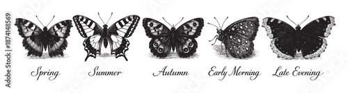 A vintage style illustration features five distinct black and white butterflies, each labeled with a time or season, presented on a clean white background.