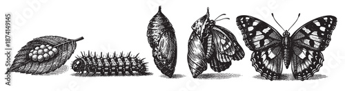 This vintage engraving depicts the complete metamorphosis of a butterfly, showing eggs on a leaf, a caterpillar, a chrysalis, and the emergent butterfly, symbolizing transformation and nature.