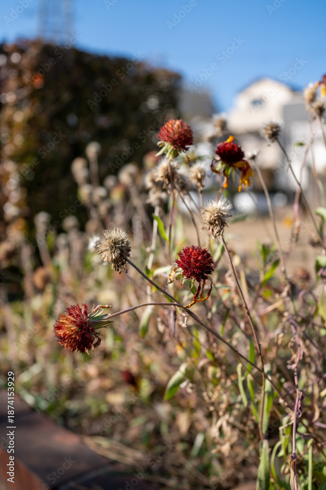 枯花 Images – Browse 83 Stock Photos, Vectors, and Video | Adobe Stock