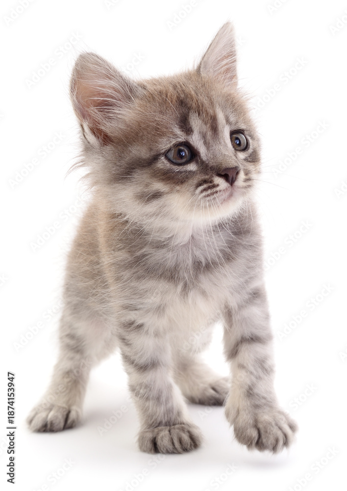 Fototapeta premium Cute fluffy grey kitten standing isolated on white background