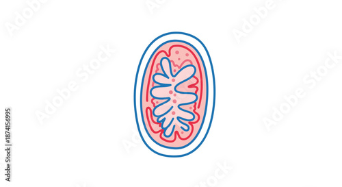 Vibrant simplistic representation of a mitochondrion, the cell's power generator, essential for cellular energy production and critical biological