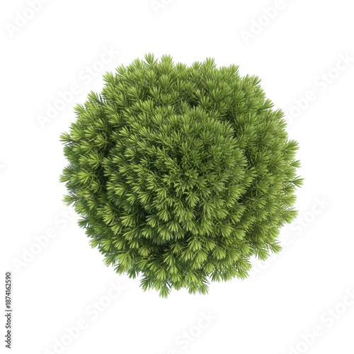 Top view of a dense green coniferous shrub with needle-like leaves isolated on a transparent background