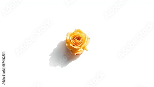 Wild yellow rose in bloom, isolated on a white background, suitable for botanical illustrations or educational materials, Earth Day