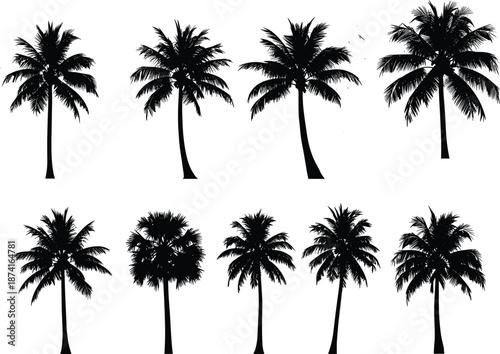 Palm tree silhouette, tropical tree icon, black vector palm, exotic foliage shape, beach clipart, summer design element, isolated graphic