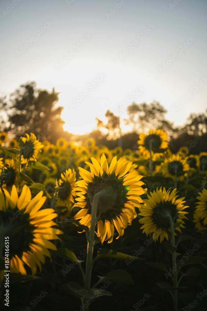 Obraz premium A serene field of sunflowers basking in warm sunlight with trees in the background at sunset.